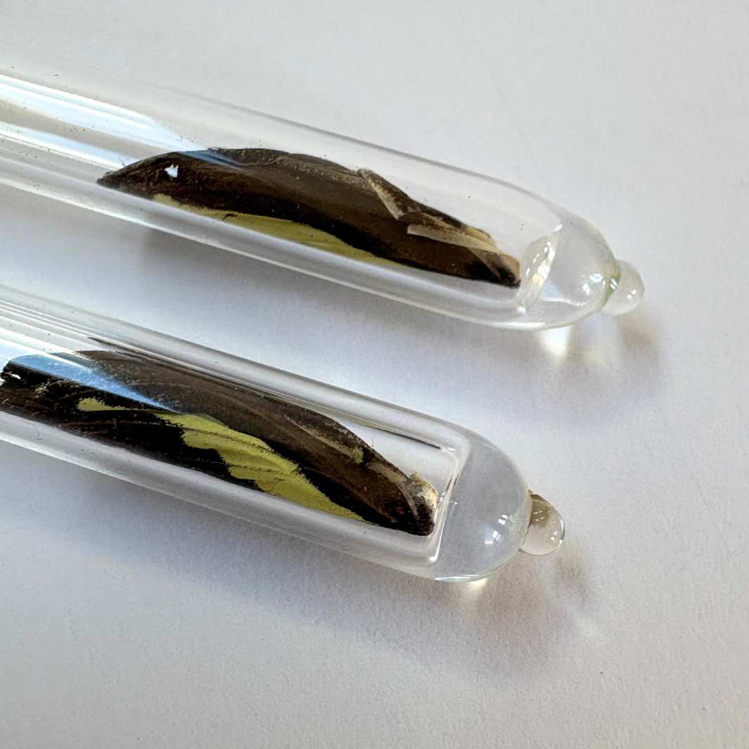 Wearing Glass | Butterfly Earrings