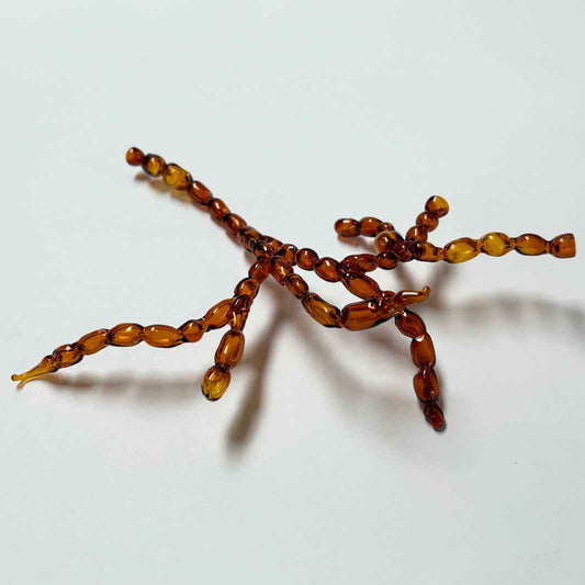 Costal Specimens